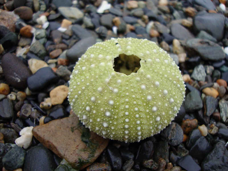 urchin Tongass National Forest Alaska